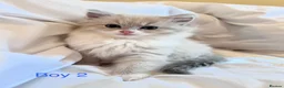 Ragdoll cats for sale: 3 beautiful kittens  in Longniddry - Advert 3