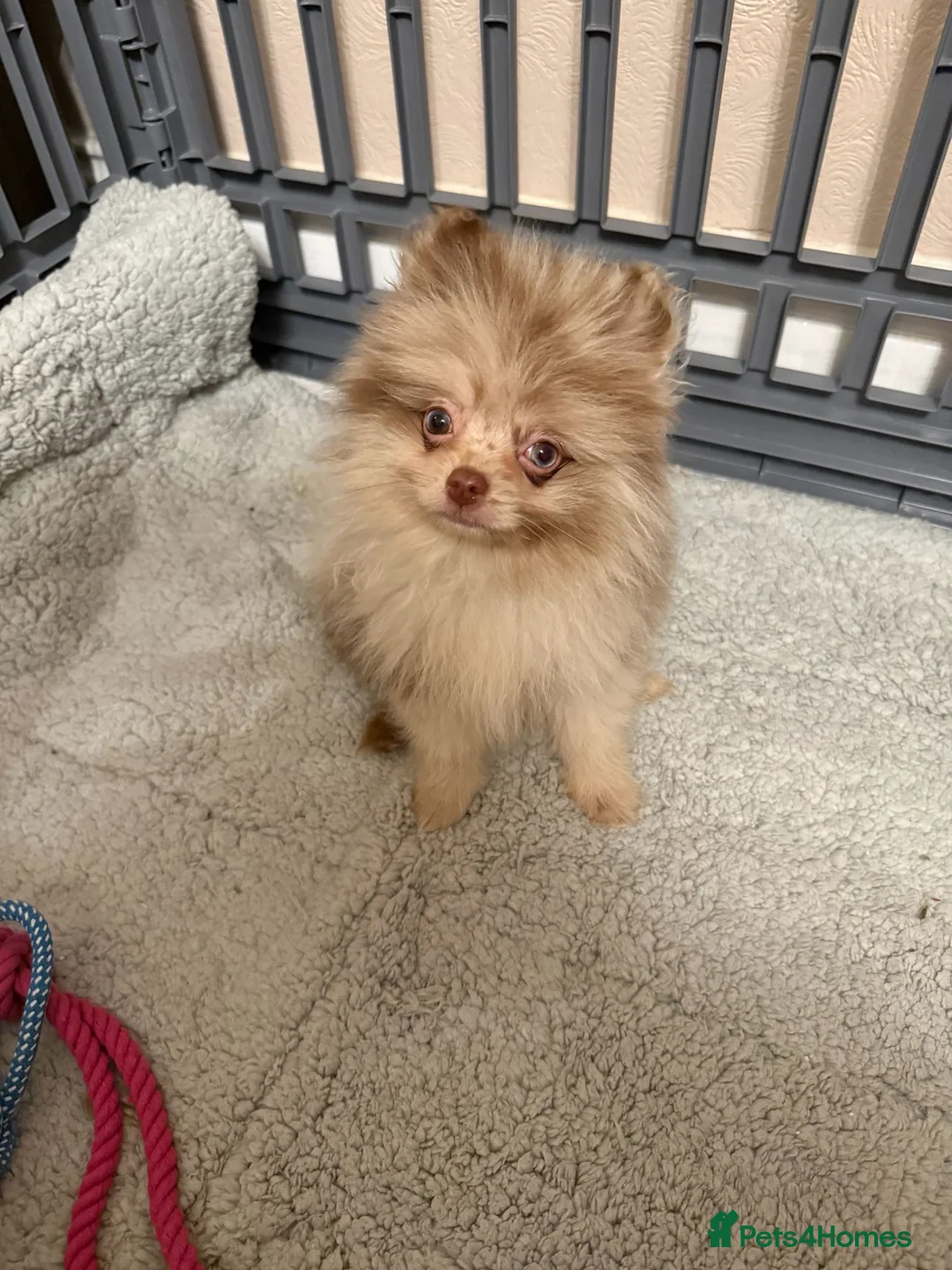 Pomchi dogs for sale: Beautiful pomeranian puppies  - Advert 1