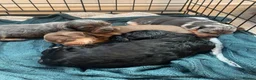 Mixed Breed dogs for sale: Dachshund hybrid puppies 🩷🩵 LAST ONE AVAILABLE  - Advert 11