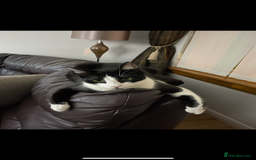 Domestic Shorthair cats for sale: Unwell Owner  - Image 1