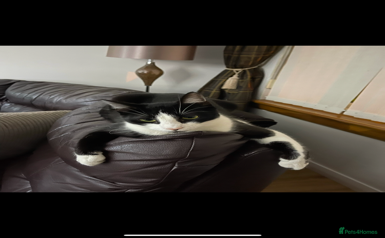 Domestic Shorthair cats - Advert 1