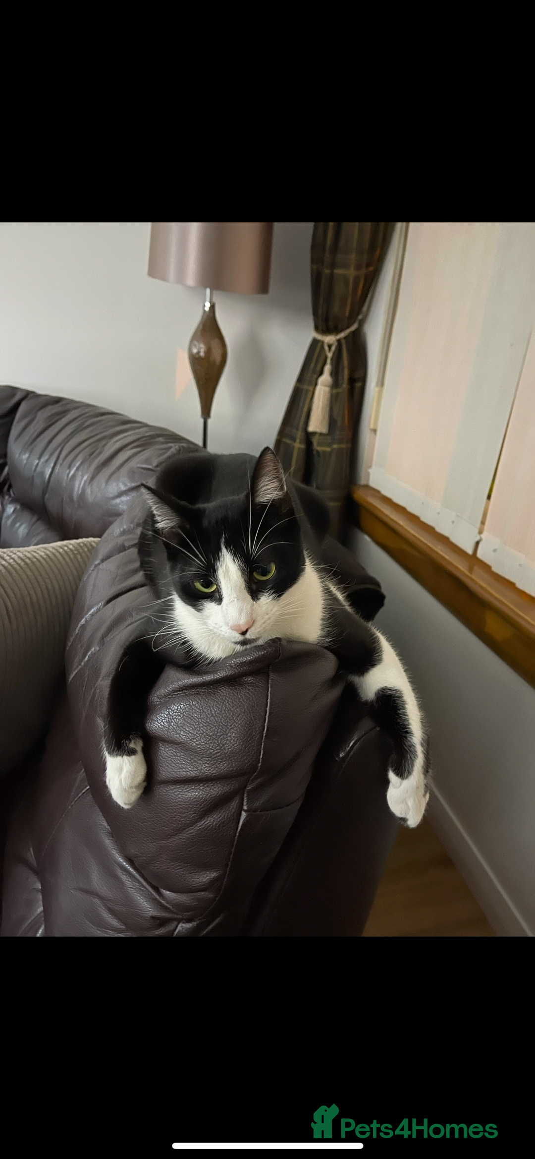 Domestic Shorthair cats for sale: Unwell Owner  - Image 1