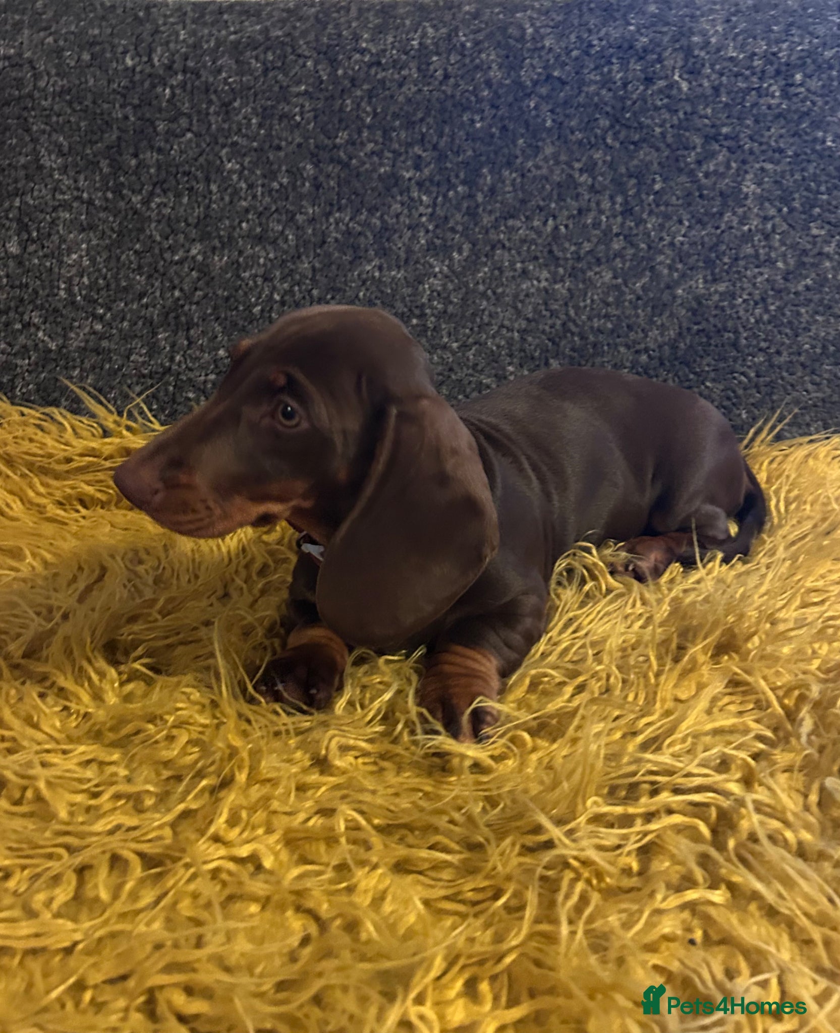 Dachshund dogs Only ONE Girl left Standard dachshund - Advert 1
