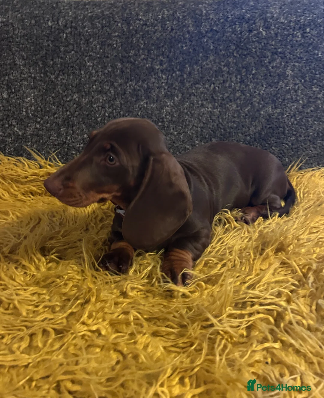 Dachshund dogs for sale: Only ONE Girl left Standard dachshund - Advert 2