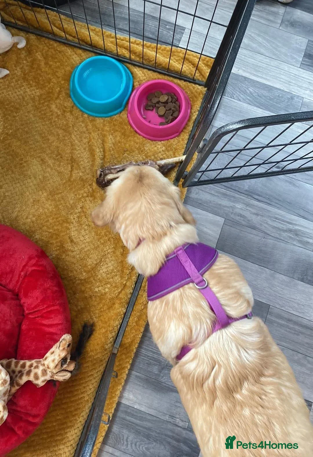 Golden Retriever dogs for sale: Golden retriever female  - Advert 2