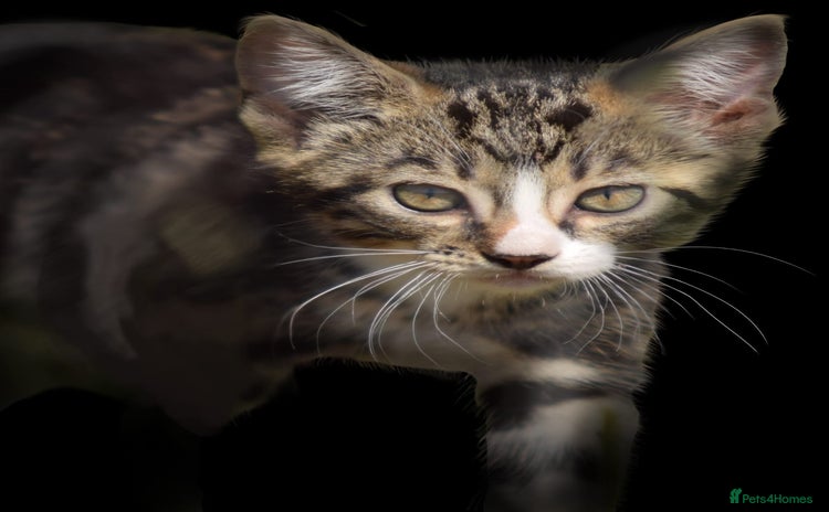 Mixed Breed cats - Advert 12
