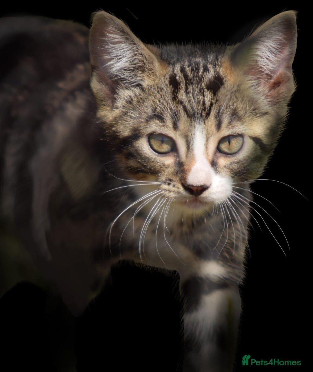 Mixed Breed cats for sale: Stunning kittens looking for loving home  - Image 1