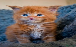 Maine Coon cats for sale: Mane Coon xxxl - Image 6