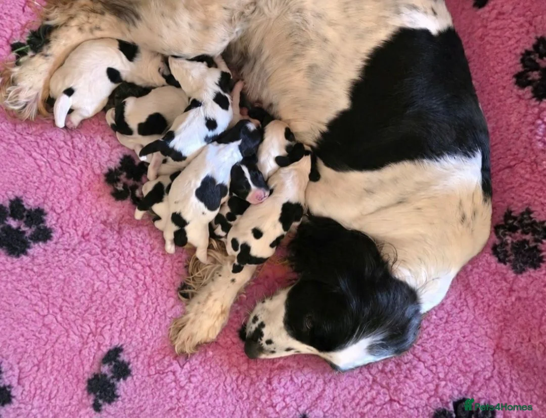 English Springer Spaniel dogs for sale: English springer spaniel litter  - Advert 2