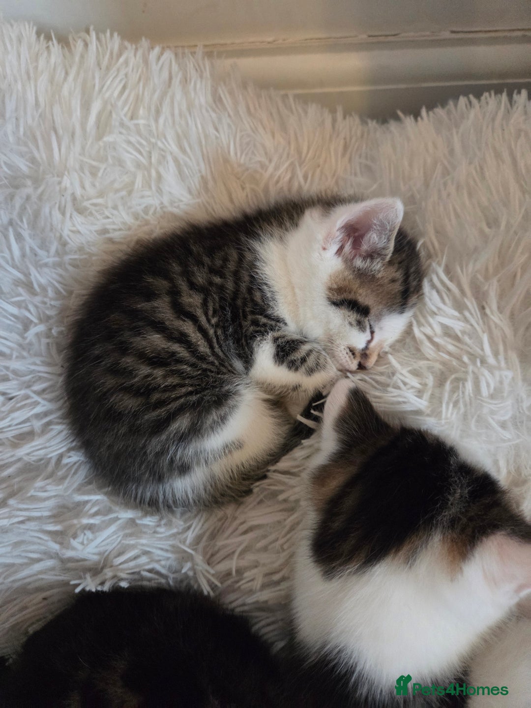 Mixed Breed cats for sale: 8 week old boy kittens available  - Advert 4