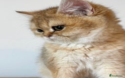 British Shorthair cats for sale: Golden Tipped BSH - last MalaMor Kittens  - Image 6