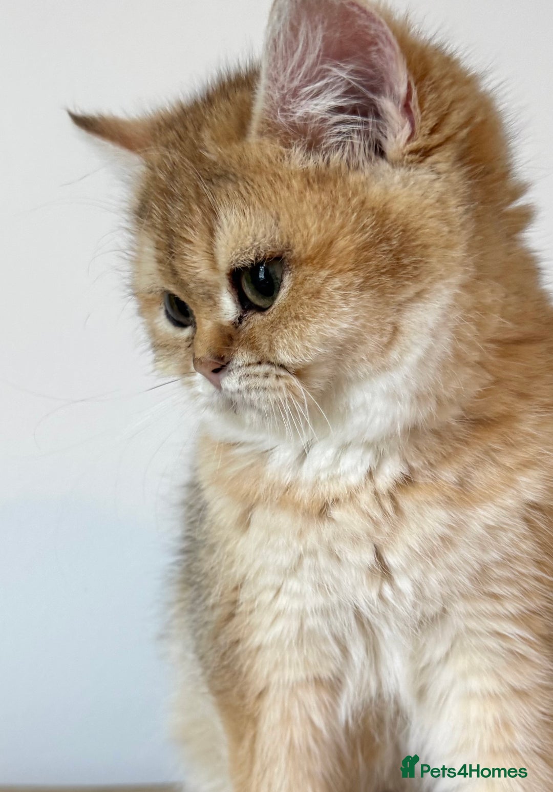 British Shorthair cats for sale: Golden Tipped BSH - last MalaMor Kittens  - Image 6