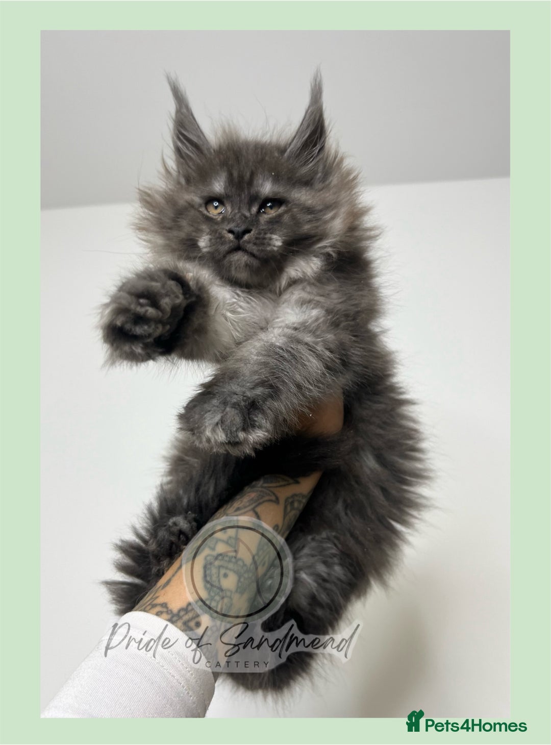 Maine Coon cats for sale: Russian Import Maine Coon Kittens  - Advert 4