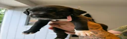 Lurcher dogs for sale: Lurcher in Halifax - Advert 4