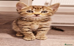 British Shorthair cats for sale: Our beautiful 2 !  - Image 4