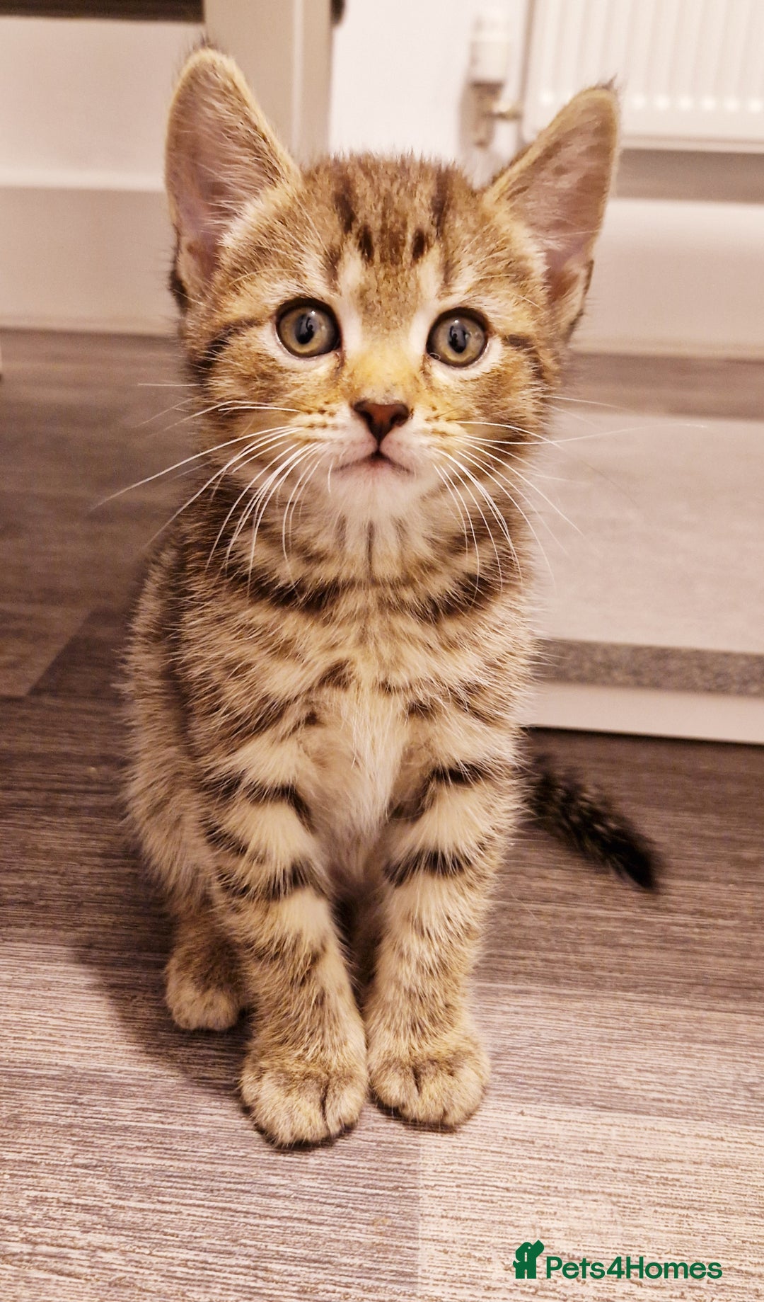 British Shorthair cats for sale: Our beautiful 2 !  - Image 4