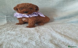 Toy Poodle dogs for sale: Red KC Toy Poodle small puppies - Image 13