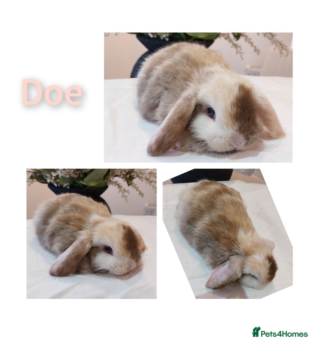 Mini Lop rabbits for sale: Stunning Mini Lop Baby Rabbits - Advert 5