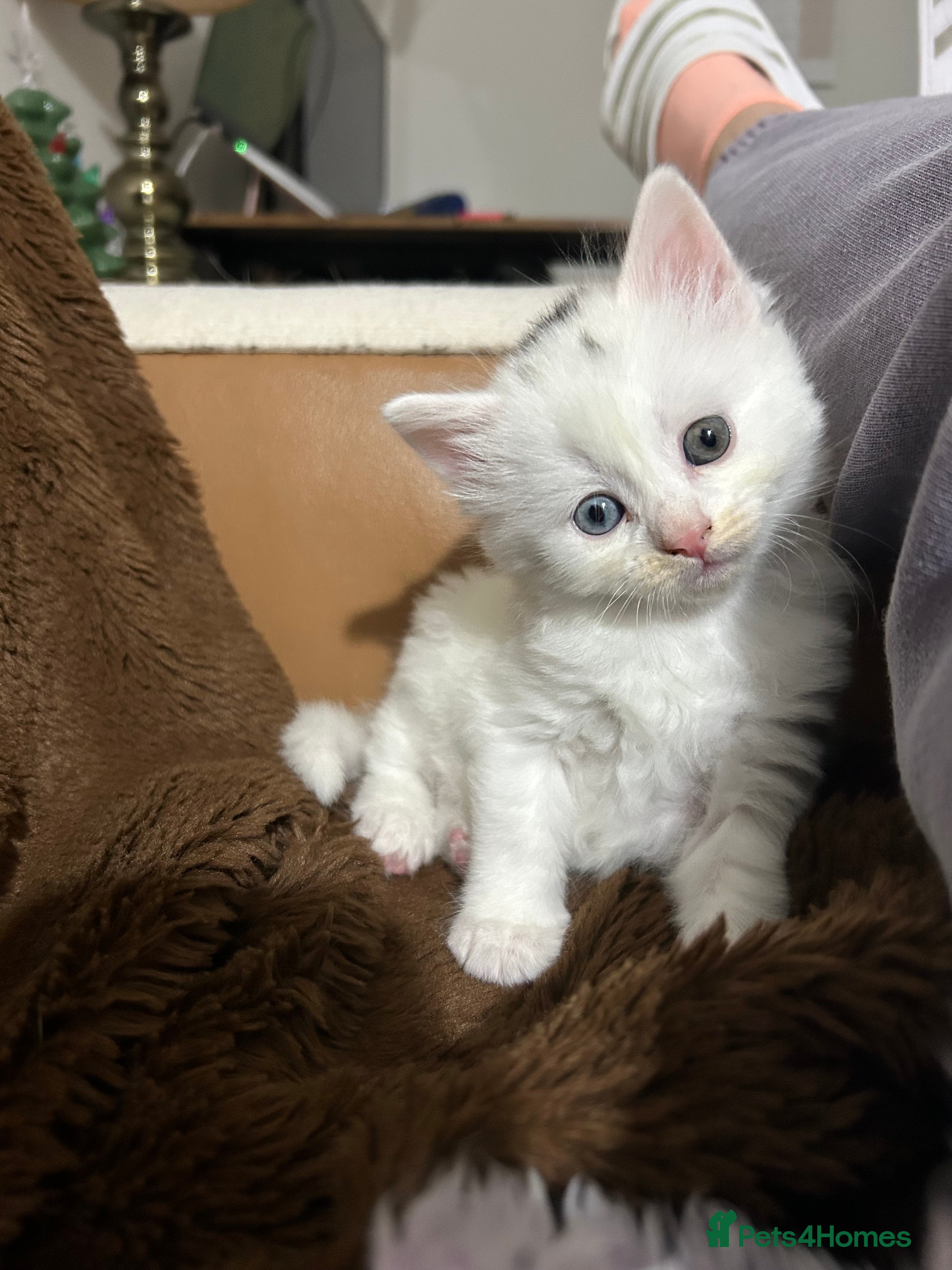 Ragdoll cats RUSSIAN DOLL kittens  - Advert 18