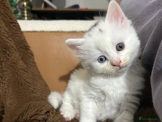 Ragdoll cats RUSSIAN DOLL kittens - Advert 18