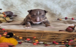 Miniature Bull terrier dogs for sale: 🐾 Exclusive Miniature Bull Terrier Puppies🐾  - Image 16