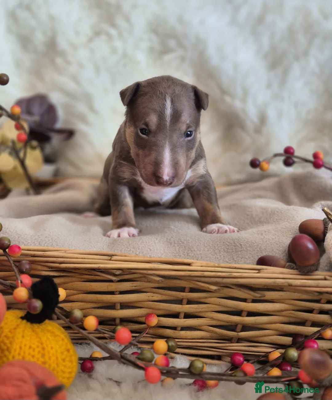 Miniature Bull terrier dogs for sale: REDUCED Exclusive Miniature Bull Terrier Pups  - Advert 17