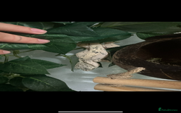 Gecko reptiles for sale: Dalmatian crested gecko - Image 2