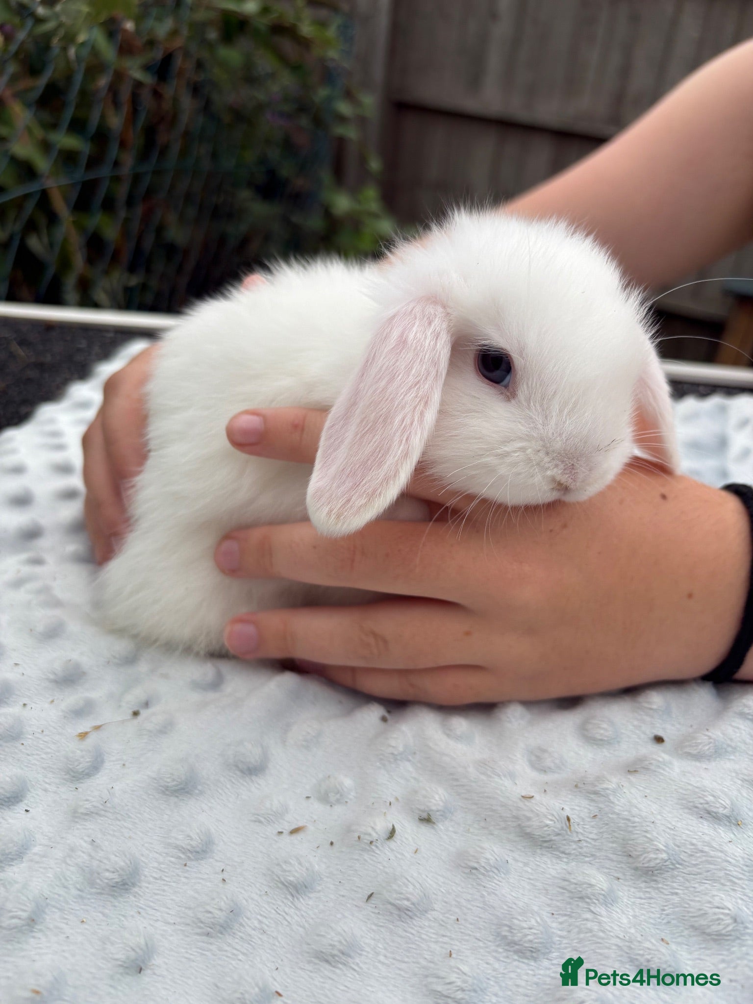 Mixed Breed rabbits Mini lops cross lion head rabbits  - Advert 2