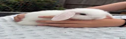 Mixed Breed rabbits for sale: Mini lops cross lion head rabbits  - Advert 2