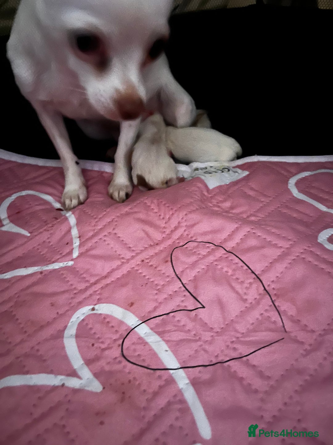 Chihuahua dogs for sale: 1 male chihuahua  - Advert 8