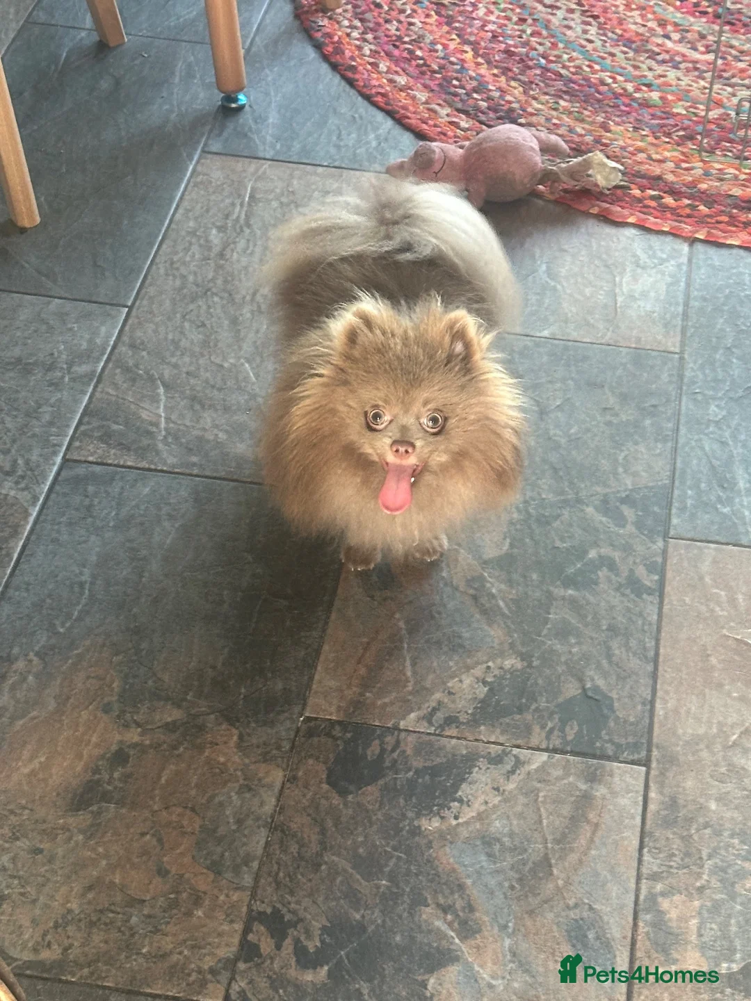 Mixed Breed dogs for sale: Adorable Dameranian puppy’s  - Advert 2
