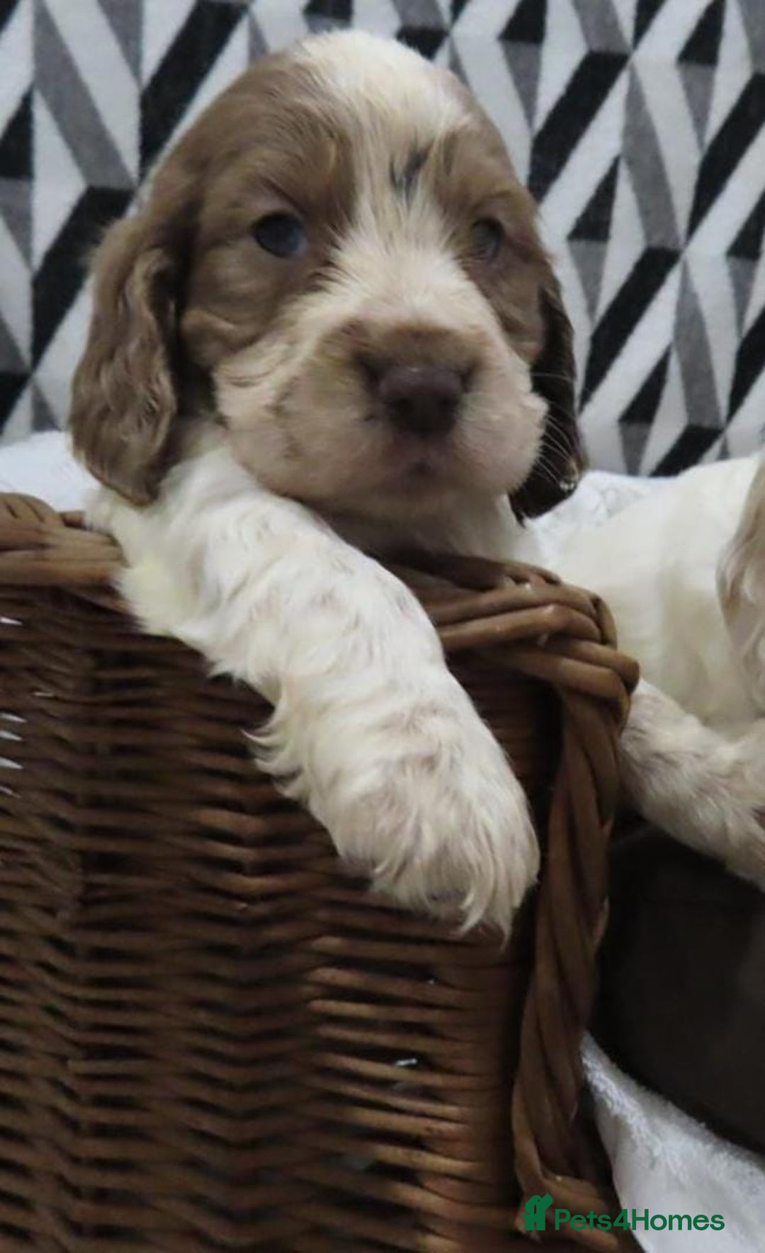Cocker Spaniel dogs for sale: 🏆🏆Show Type Cocker Spaniel 🏆 - Advert 23