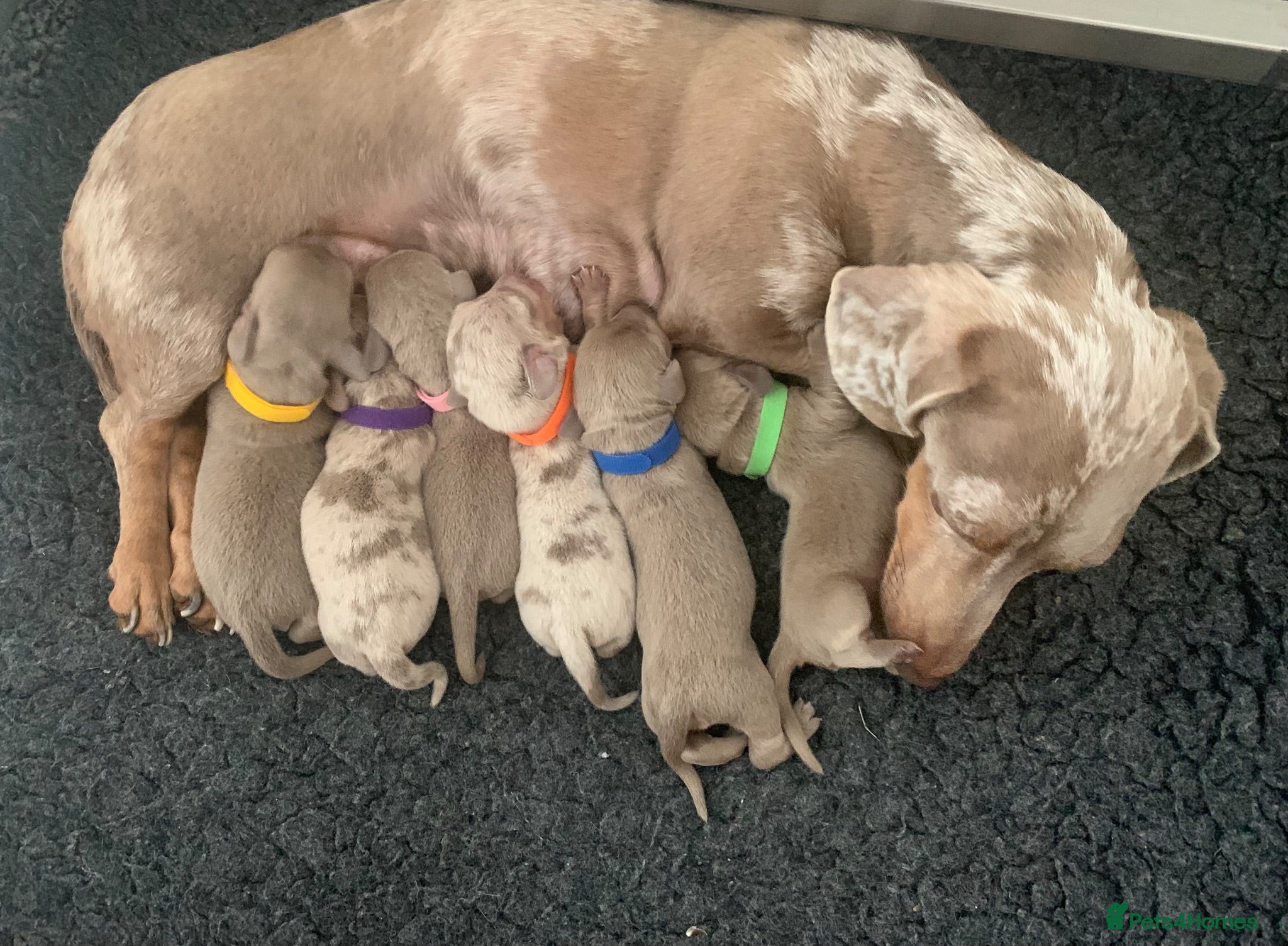 Miniature Dachshund dogs 💎 TOP QUALITY KC REG & PRA CLR MINI DACHSHUNDS💎 - Advert 2