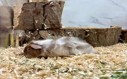 Guinea Pig rodents for sale: LOTS OF GUINEA PIGS FOR SALE 💗 - Image 12