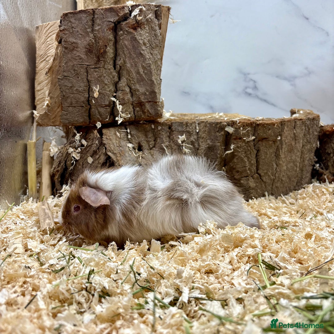 Guinea Pig rodents for sale: LOTS OF GUINEA PIGS FOR SALE 💗 - Image 12