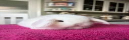 Mini Lop rabbits for sale: Pure Bred Mini Lops  - Advert 4