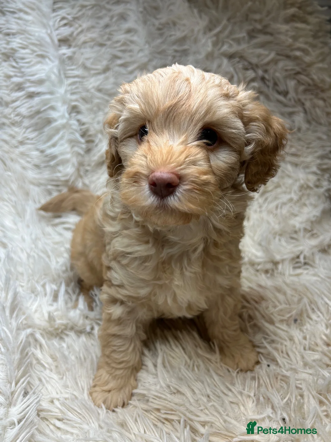 Cavapoo dogs for sale: One Rare girl Pup left!!! - Advert 2