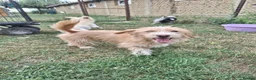 Mixed Breed dogs for adoption: Asterix for adoption!  in Leighton Buzzard - Advert 2