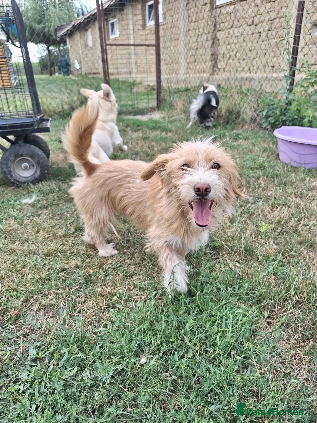 Mixed Breed dogs for adoption: Asterix for adoption!  in Leighton Buzzard - Advert 2