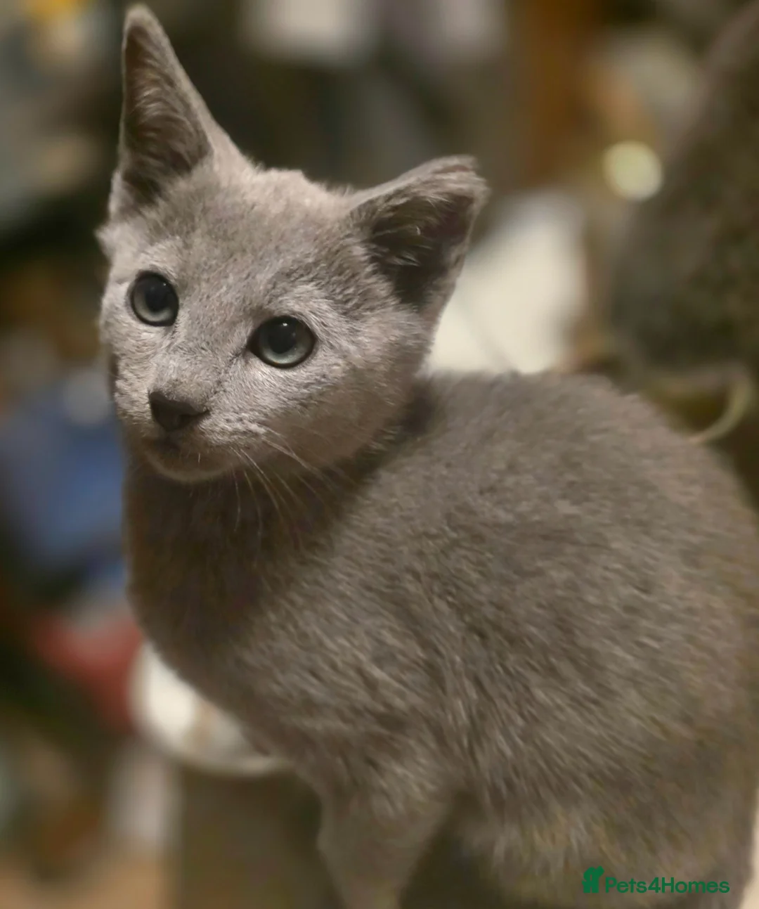 Russian Blue cats for sale: Russian Blue Brothers Preferably Together N.London - Advert 2