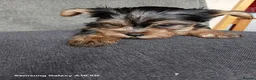 Yorkshire Terrier dogs for sale: WONDERFULL MINI YORKSHIRE TERRIER  in Tipton - Advert 10