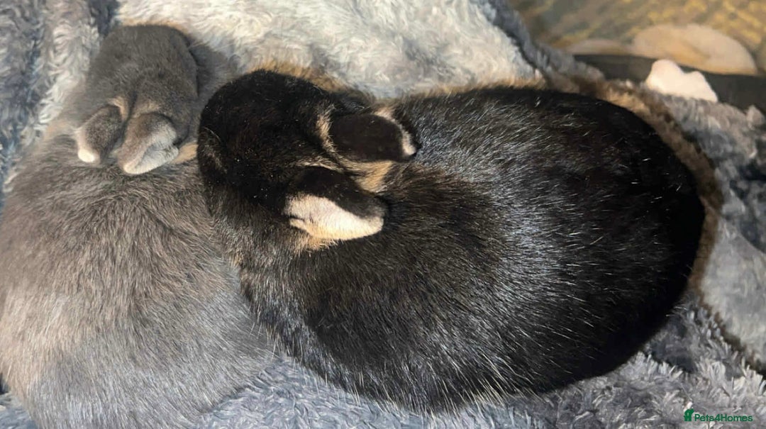 Netherland Dwarf rabbits for sale: Netherland dwarf bucks  - Advert 4