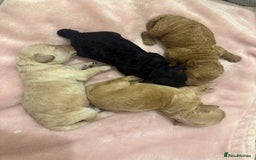 Cockapoo dogs for sale: Toy cockapoo  - Image 12