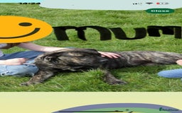 Boerboel dogs for sale: Exceptional Young Boerboel – Powerful Guardian - Advert 2