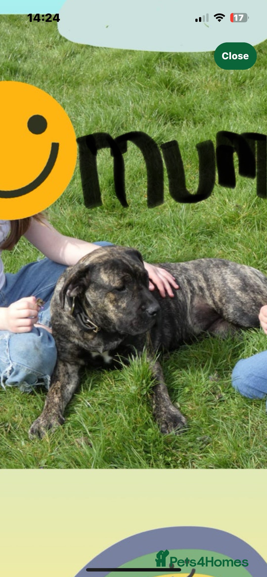 Boerboel dogs for sale: Exceptional Young Boerboel – Powerful Guardian - Advert 2