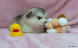 Alaskan Malamute dogs for sale: 🌟Beautiful pure malamutes💯 - Image 17