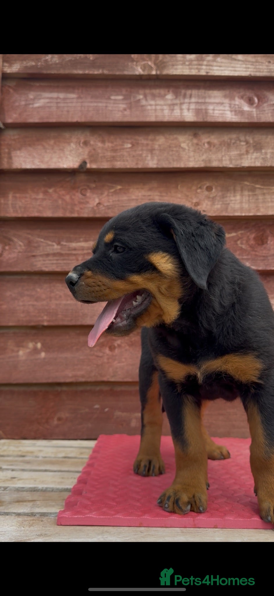 Rottweiler dogs Chunky European Rottweiler puppies £1750 - Advert 2