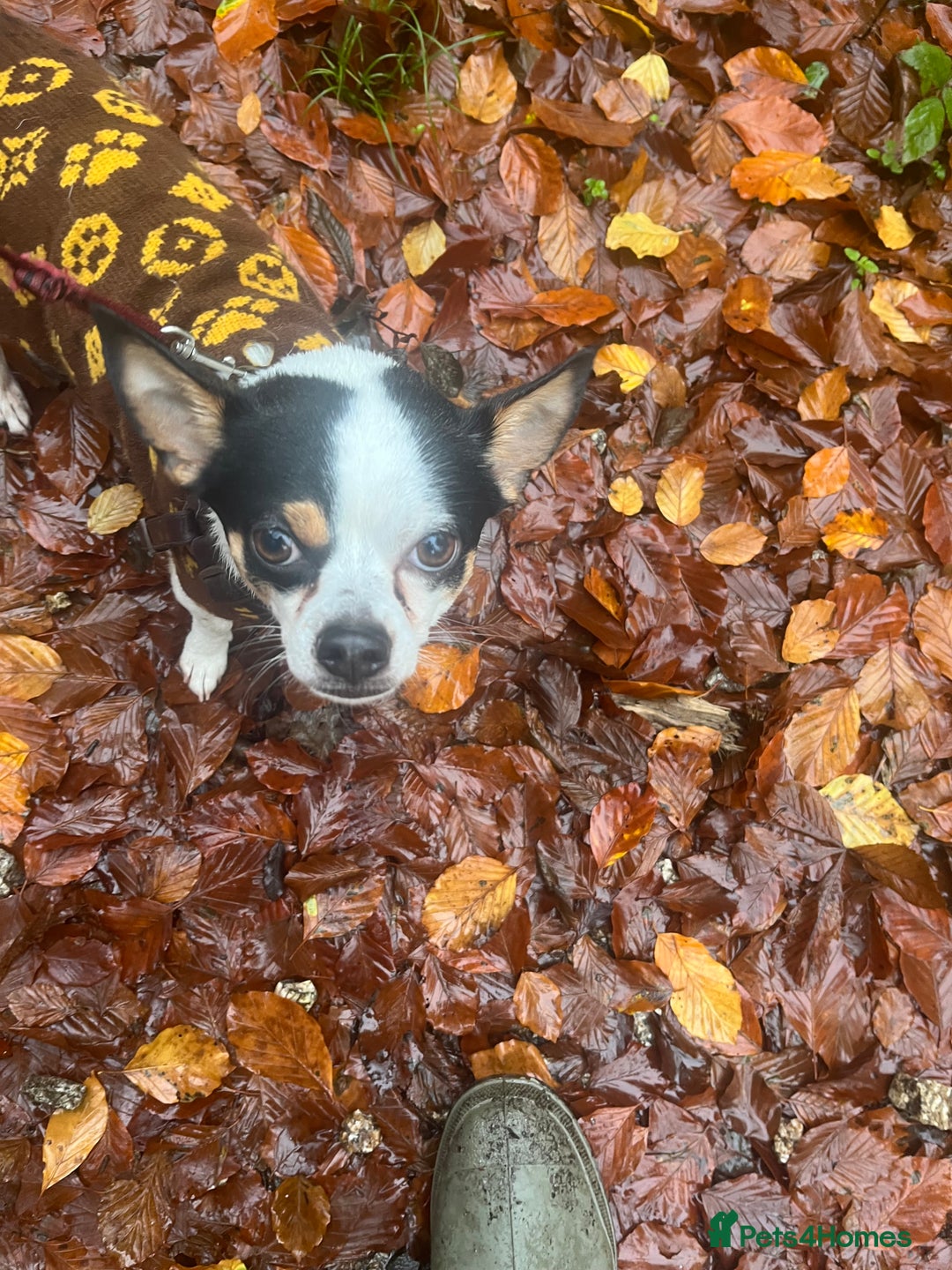 Mixed Breed dogs for sale: chihuahua x Jack Russel - Image 2