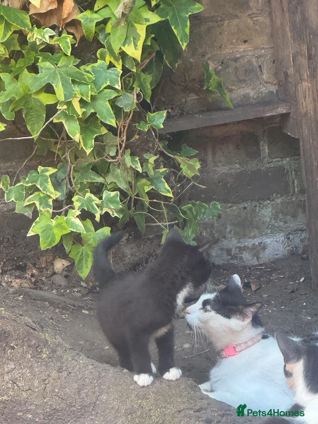 Mixed Breed cats for sale: One little boy look for nice family  - Advert 1