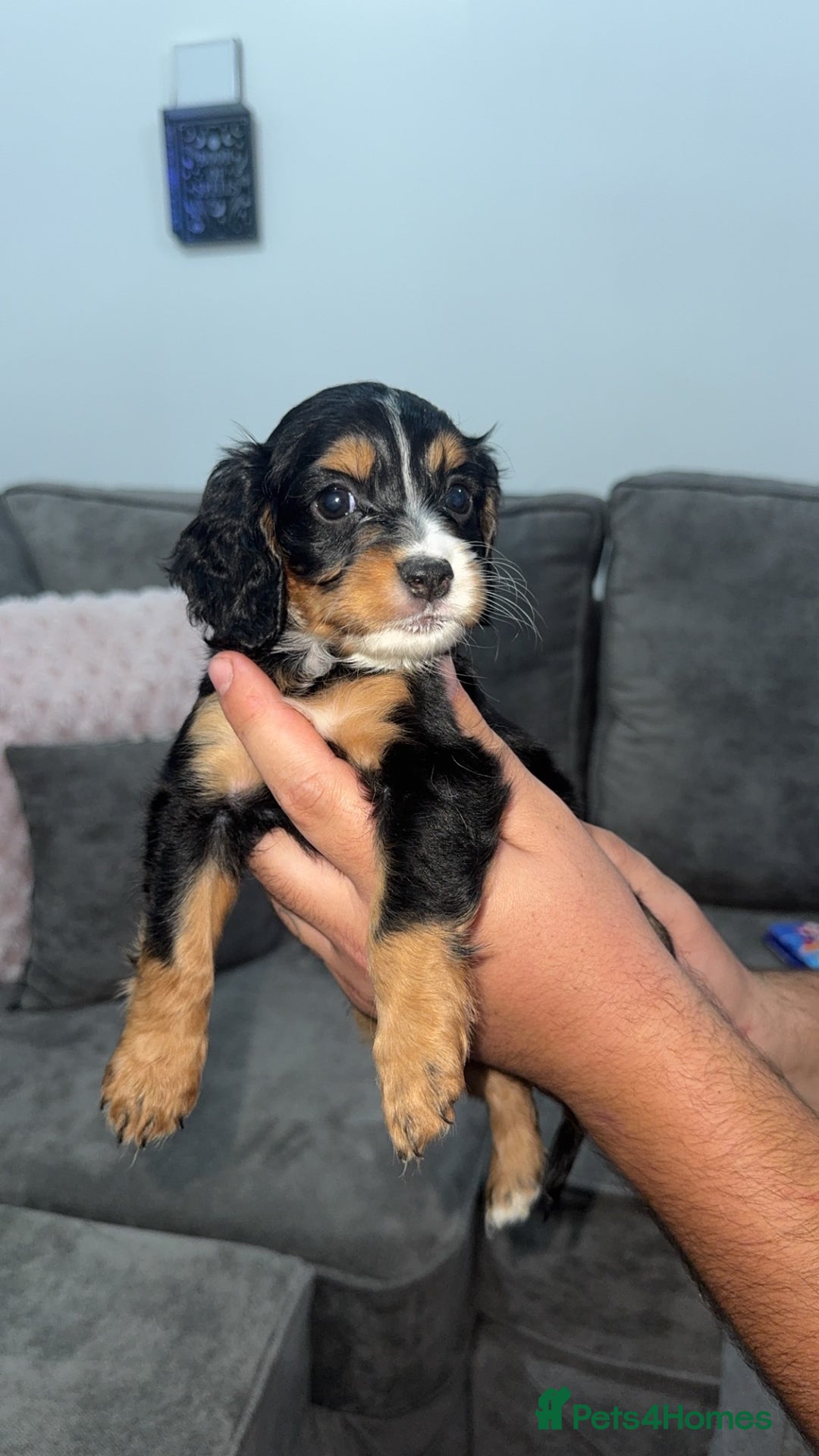 Mixed Breed dogs for sale: Cockalier Puppy (girl) - Image 2